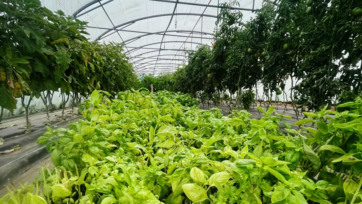 Une serre de la ferme municipale : basilic au premier plan, pieds de tomates sur les côtés